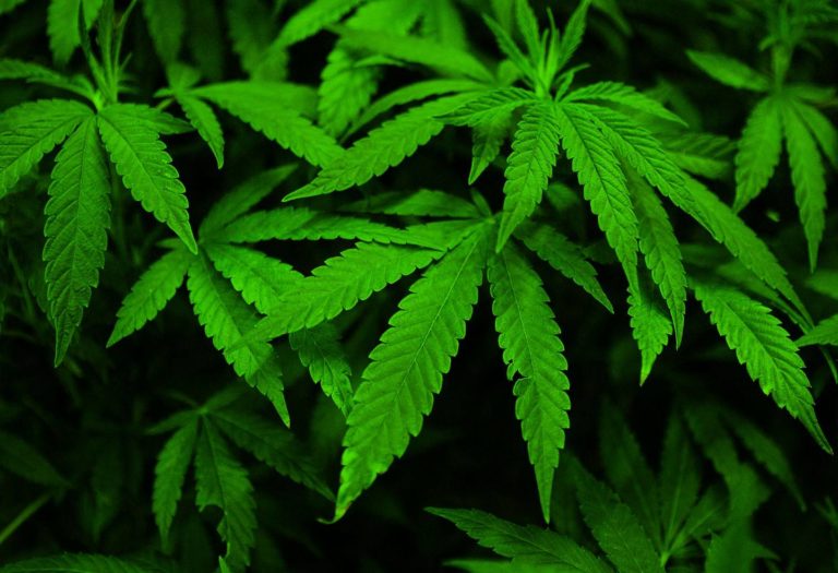 What Is Cannabis Or Marijuana?