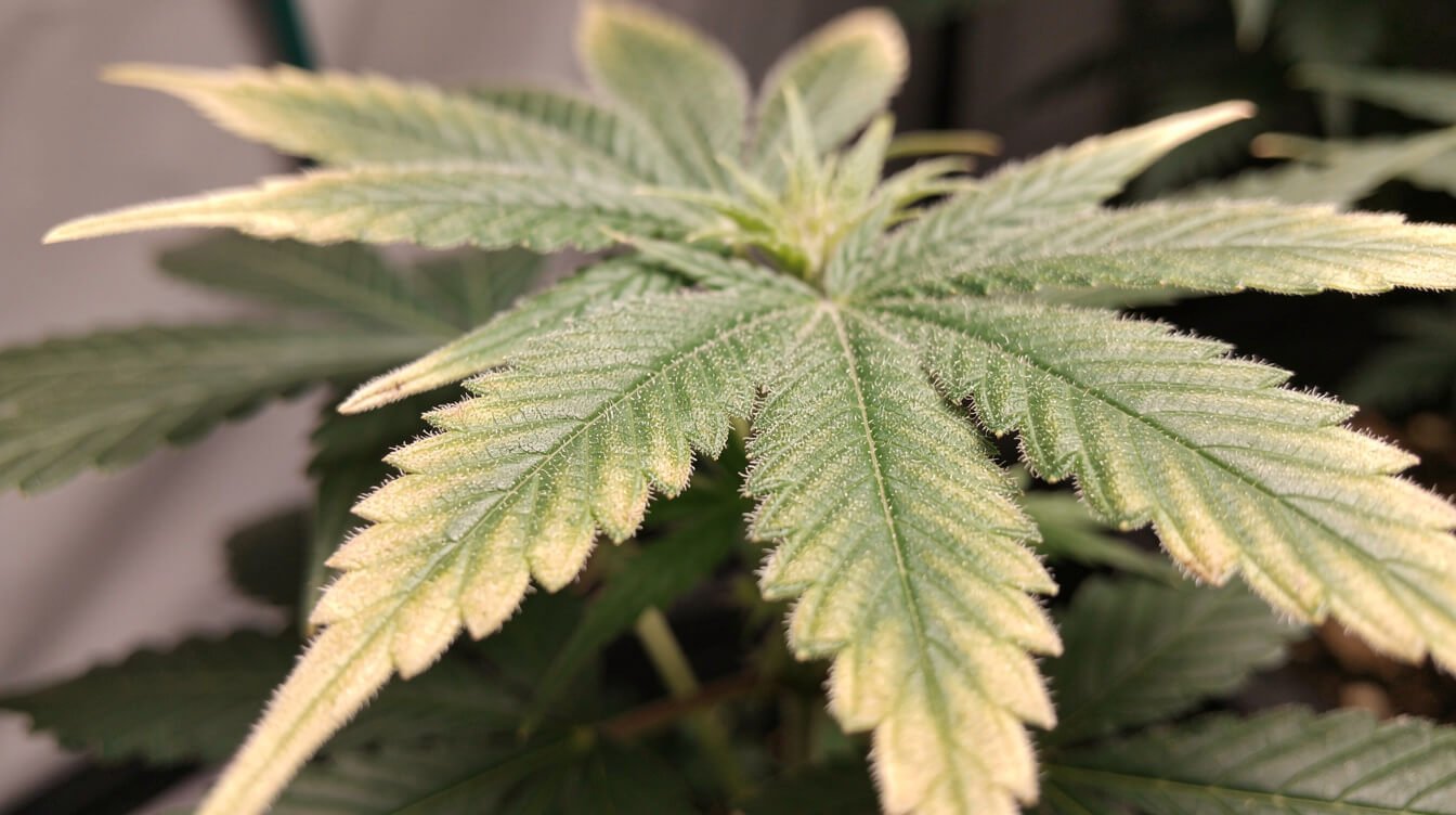 cannabis leaf tips showing light stress from a grow light hung too close