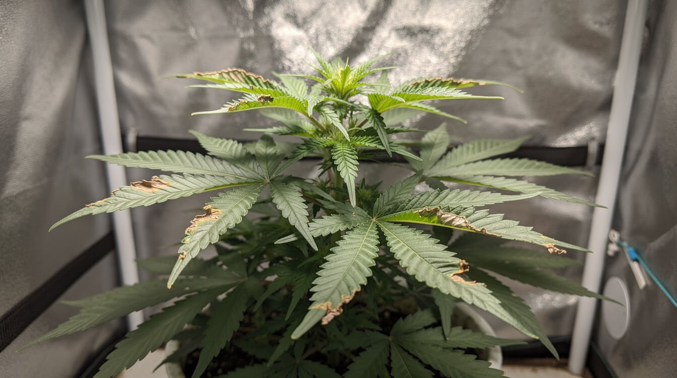 cannabis leaf tips showing nutrient burn damage