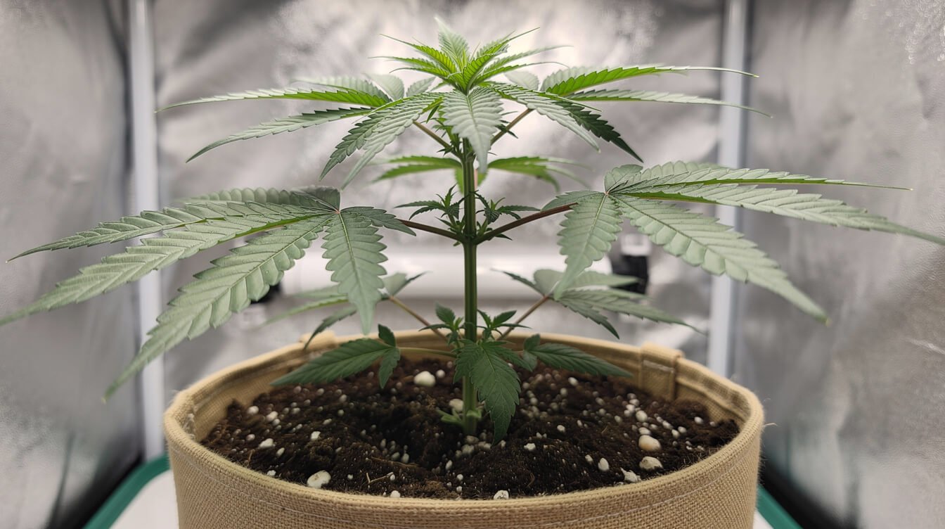 young cannabis plant in early vegetative growth at the right stage to begin low stress training